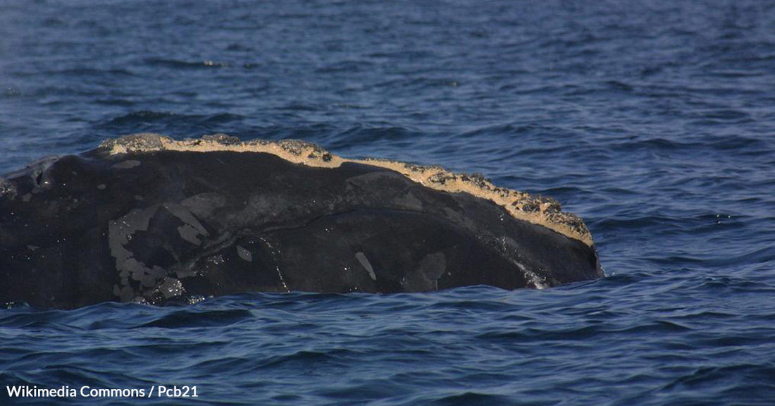 Lobster Fishing Gear is Pushing Right Whales to the Brink of Extinction