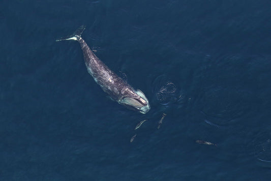 Lobster Fishing Gear is Pushing Right Whales to the Brink of Extinction