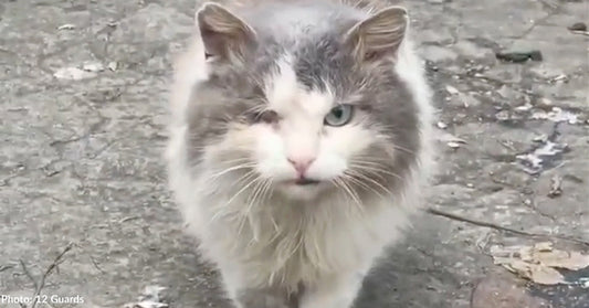 One-Eyed Survivor Escapes War Zone and Finally Finds a Loving Home