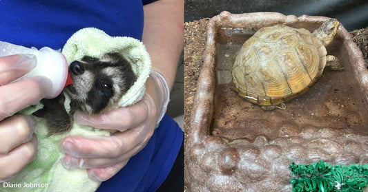 You've Helped Rescued Wildlife Get Formula, Other Necessities to Heal Up