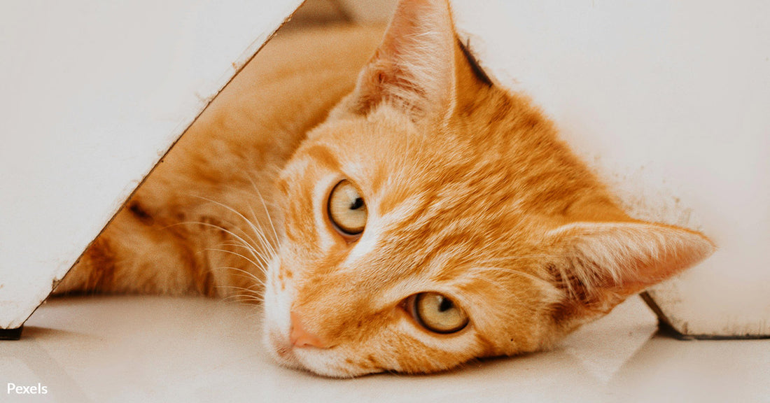 Debunking the Orange Cat Myth: Experts Reveal What Truly Shapes Feline Behavior