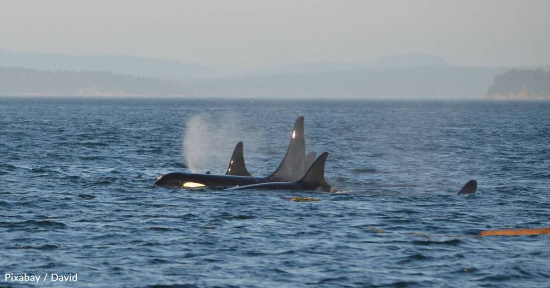 Orca Who Carried Her Dead Calf for Days Has Been Spotted Doing it Again