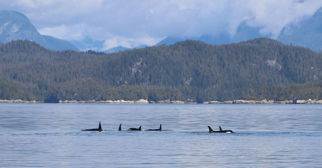 Five orcas swimming in calm water with mountains in the background.
