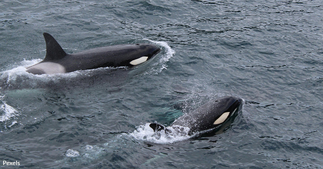 Orcas Invade Arctic Waters Threatening Native Species