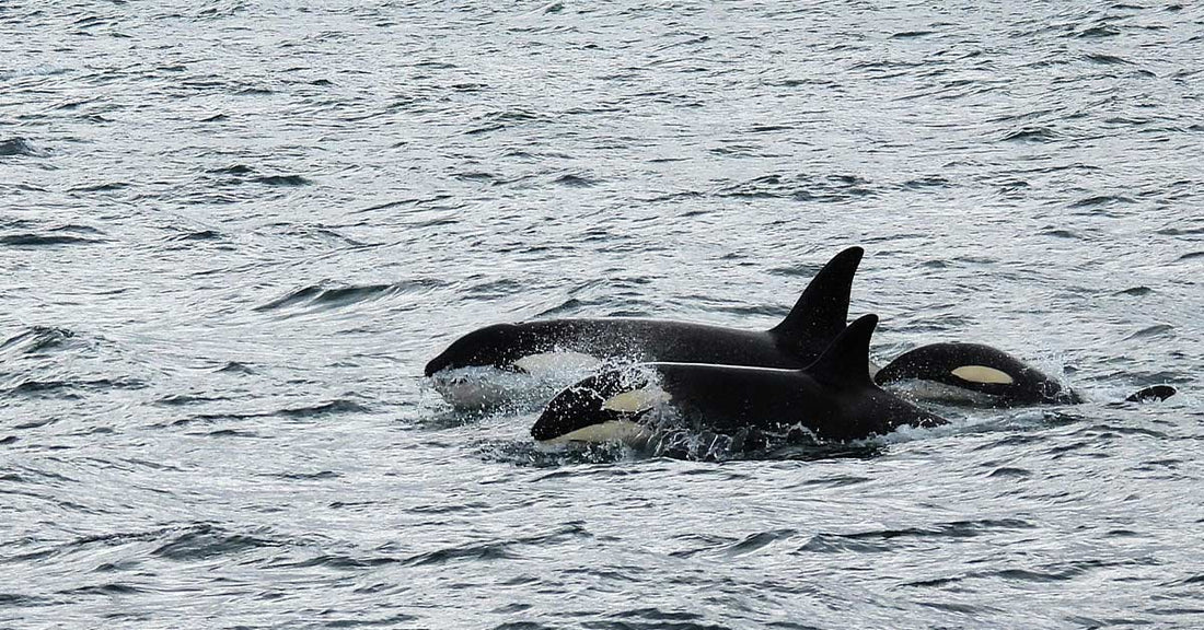 Killer Whales Use Kelp Like Tools in a Stunning Show of Intelligence