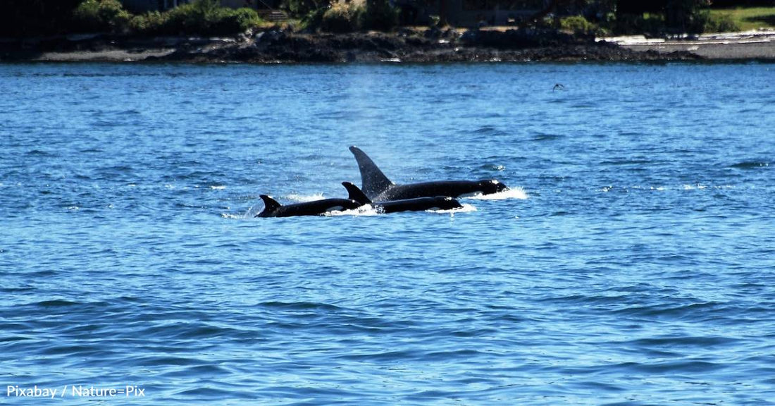 Orca Spotted Bringing Back an Accessory They Sported in the 80s: Salmon Hats