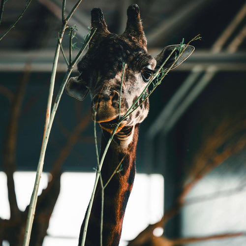 Shut Down Roadside Zoos That Let Animals Starve and Suffer