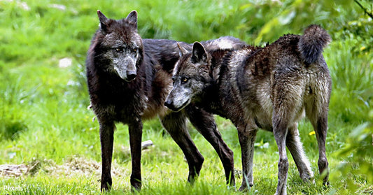 Poisonous Plots Against Oregon’s Wolves Endanger Families and Pets