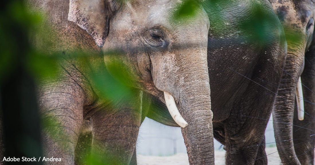 Oregon Zoo's Elephant Breeding Program Criticized for Welfare Concerns