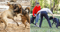 On the left, two dogs fight on a sandy beach; on the right, two adults separate fighting dogs in a park while a child watches.