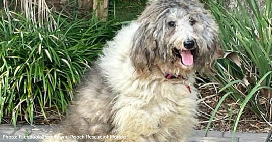 Orlando Groomers Come To The Rescue Of Shelter Dog Unable To Walk Due To Severely Matted Fur