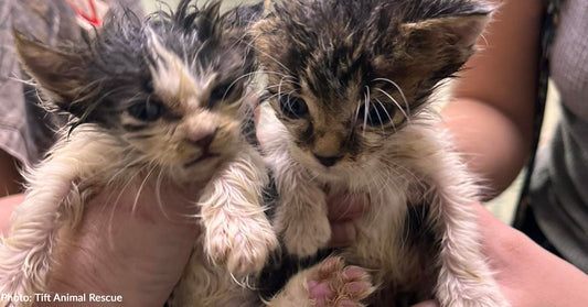 Orphaned and Stray Animals Get Food and Care After Devastating Hurricane, Thanks to You