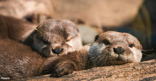 Surrogate Sea Otter Mothers Offer Lifeline to Endangered Pups