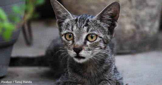 Lone Kitten Found Alive on Road, Next to His Deceased Mother and Siblings