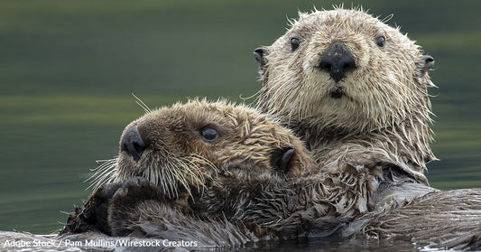 Sea Otters Face New Deadly Threat, and Humans Can Catch It, Too