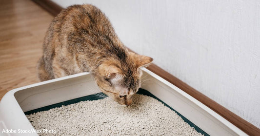 Why Is My Cat Peeing Outside The Box? Here Are 9 Reasons