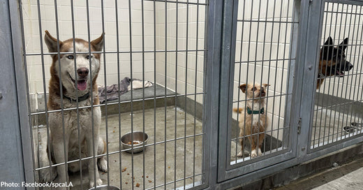 Animal Shelters Over Capacity Due to Wildfires Plead for Help as More Displaced Animals Arrive