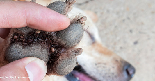 Vet Shares The 5 Most Overlooked Spots To Find Ticks On Your Dog