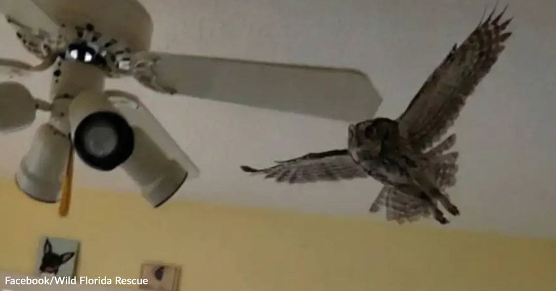 Owl mid-flight indoors with wings spread wide, flying close to a ceiling fan in a yellow-walled room.