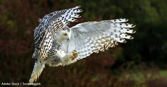 Some of Them Nest in Cacti, And Other Fun Facts About Owls