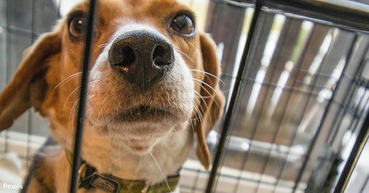 New Bill Aims to End Painful Experiments Funded by Taxpayer Dollars