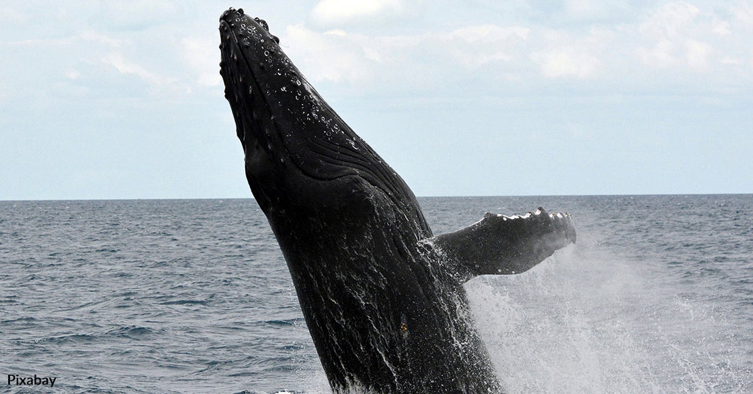 Federal Judge Rules US Failed to Protect Endangered Pacific Humpback Whale