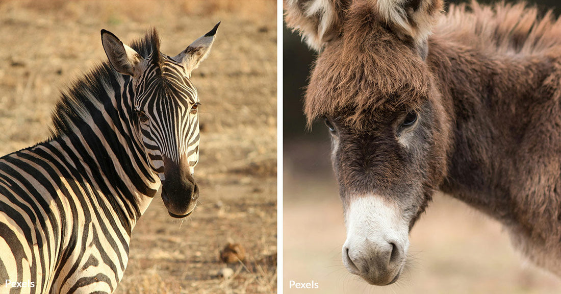 Chinese Zoo Caught Painting Donkeys to Fool Visitors Into Thinking They're Zebras