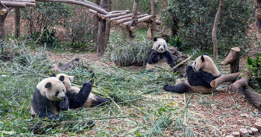 The Power of Pandas — China's Diplomatic Strategy and Conservation Success