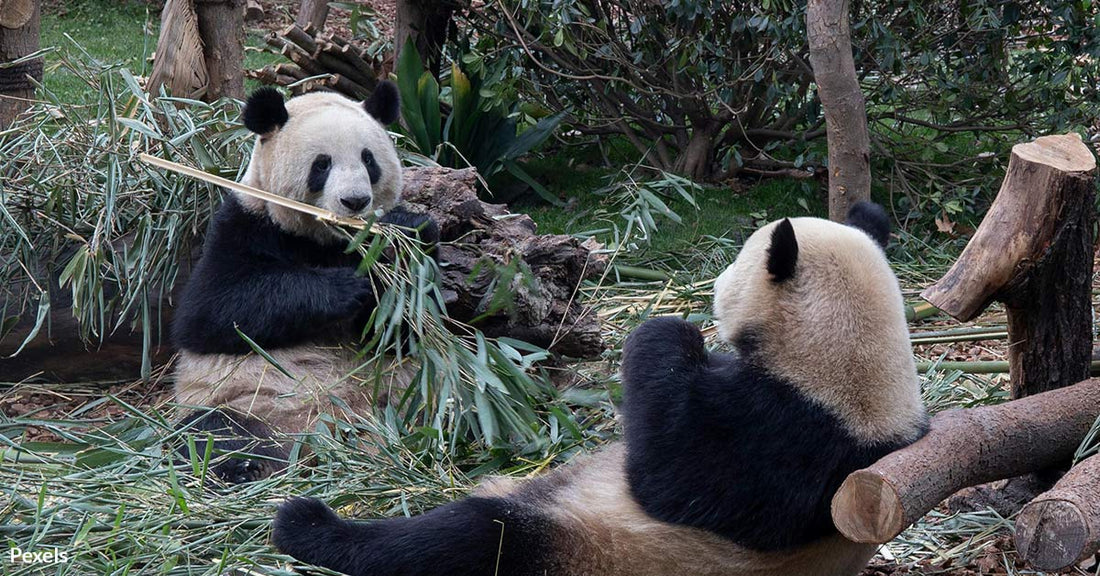 Pandas Betrayed: Conservation Funds Diverted to Chinese Infrastructure