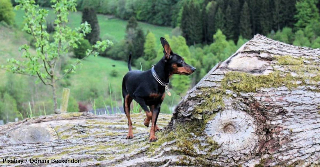 Tiny Dog Rescued From Group of Aggressive Feral Cats