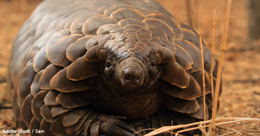 Pangolins: Shy, Unique, Toothless Mammals Facing Extinction Due to Illegal Trade