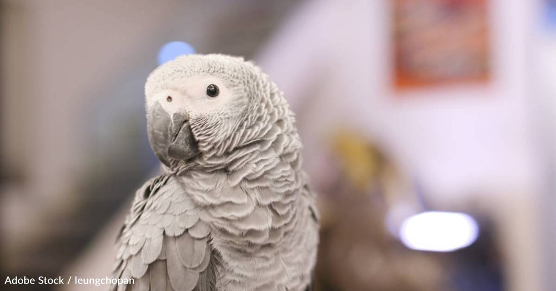 Video Calls Between Parrots Help Form Friendships, Study Finds