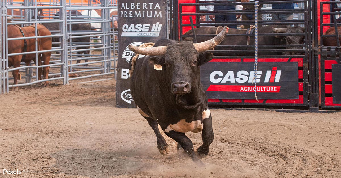 Bull Breaks Free Injures Five at Rodeo Sparks Animal Rights Outrage