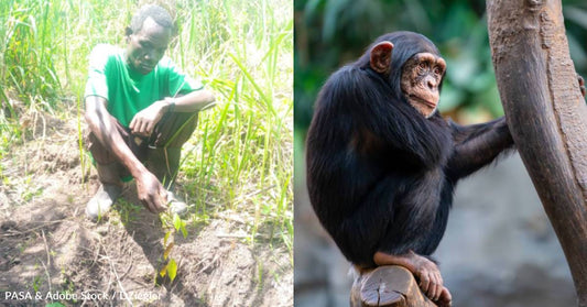 Deforestation is a Key Threat to Endangered Chimpanzees, But You're Helping Us Address It