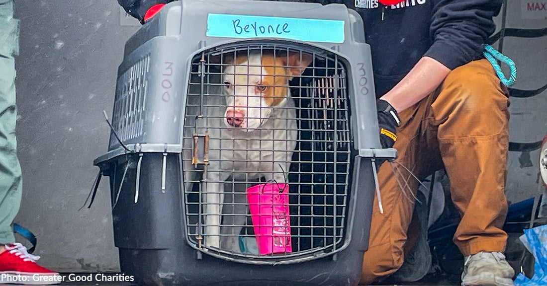 Pawfect Match Flight Touches Down in New Jersey to Give 60 Dogs a Second Chance