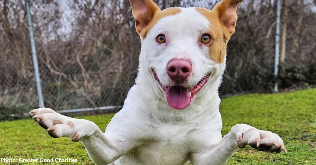 Help Connect Shelter Pets with the Love of Their Lives by Flying Them to Freedom