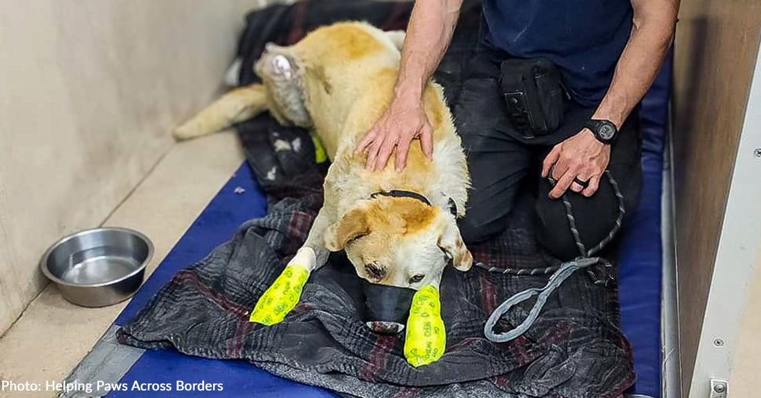 Dog Trapped in Wildfire Rescued Just in Time, Now He Needs Our Help