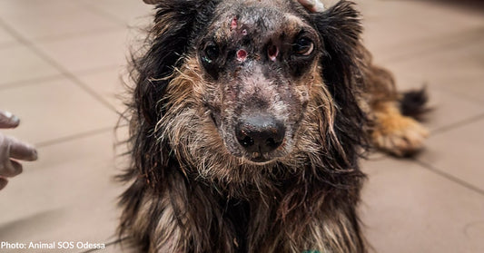 Ukraine Dog With Large Head Wound Rescued Near Frontlines Needs Our Help