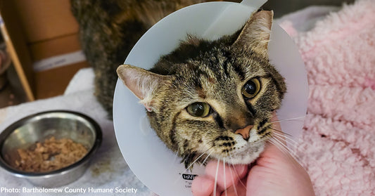 Stray Cat Barely Survives Dog Attack and Needs Your Help to Heal