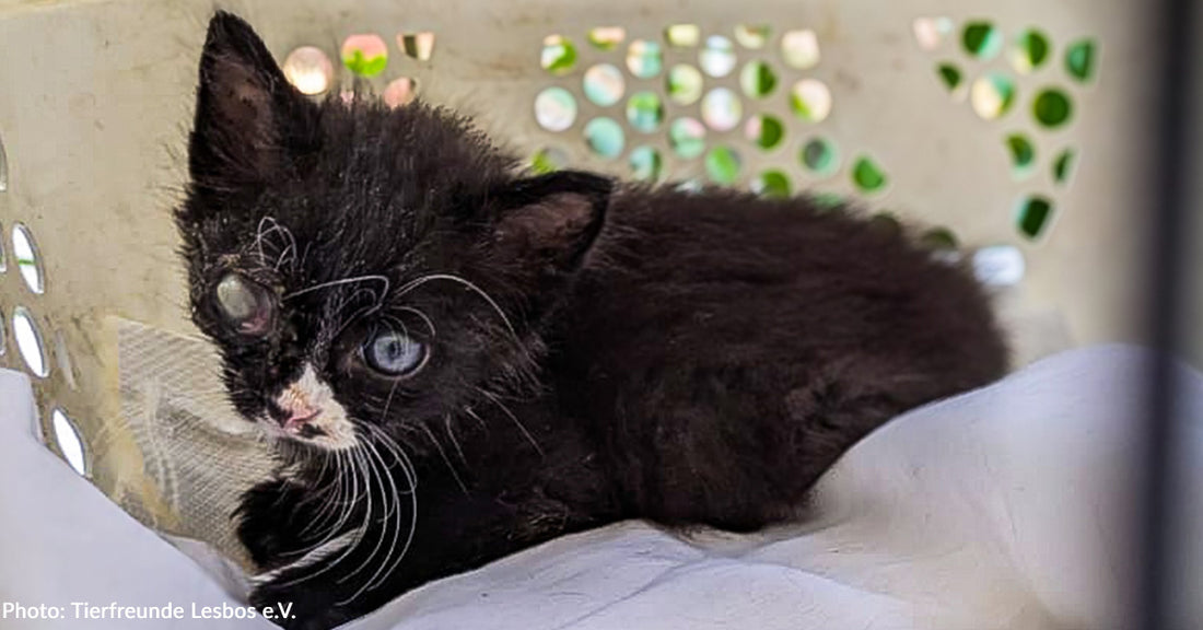 Help Save Stray Kitten With Severe Eye Infection