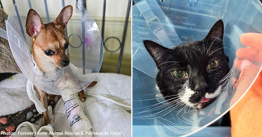 Paws in Peril Care-A-Thon: Help Save Animals Fighting for Their Lives