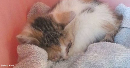 Unplanned Bodega Visit Leads Woman to Rescue Seriously Ill Kitten