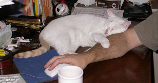 Little Girl Decides She Wants a White Cat with a Red Tail... and Finds One