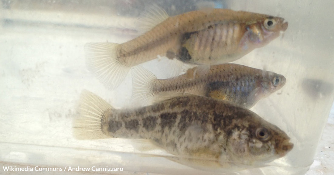 Desert Pupfish on the Edge Fight for Survival Intensifies