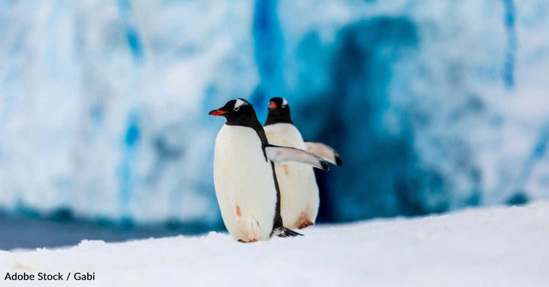 Some Show Love for Their Mates with 'Ecstatic Displays', and Other Fun Facts About Penguins