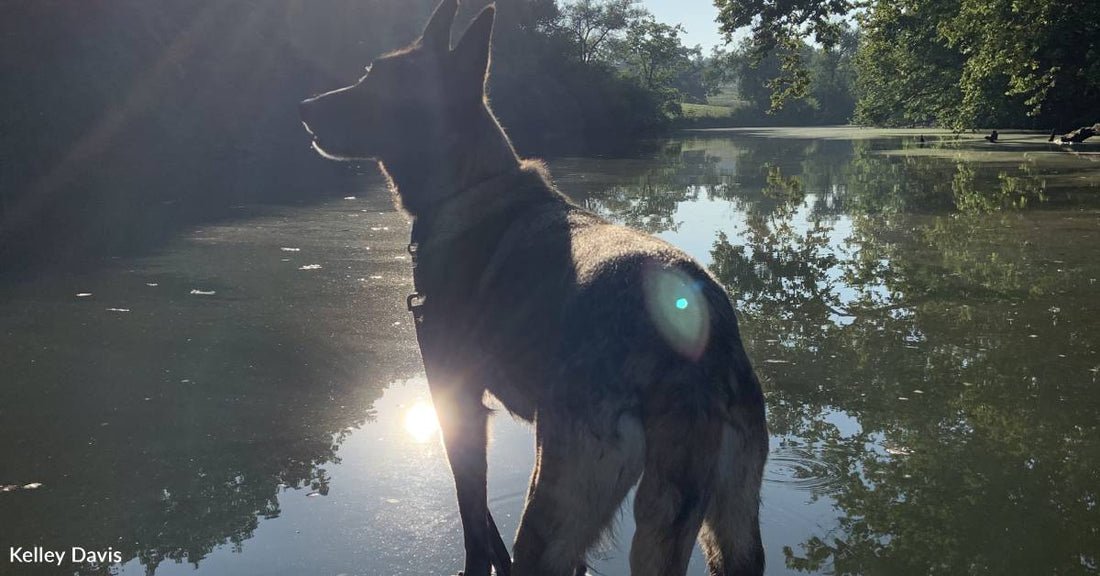 Outdoorsy Pup Can't Wait to Get on Her Paddleboard