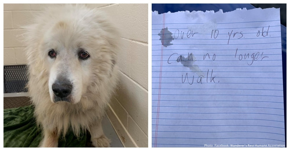 Senior Dog Left Outside Animal Shelter With A Heartbreaking Note