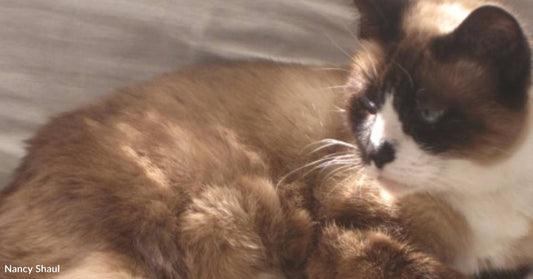 16 Year Old Cat Finds Home After Her Desperate Family is Forced to Give Her Up