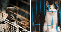 Split image of a puppy behind a cage and a calico cat confined in a blue wire enclosure.
