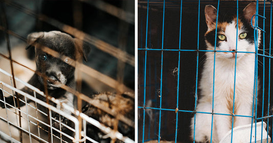 Split image of a puppy behind a cage and a calico cat confined in a blue wire enclosure.